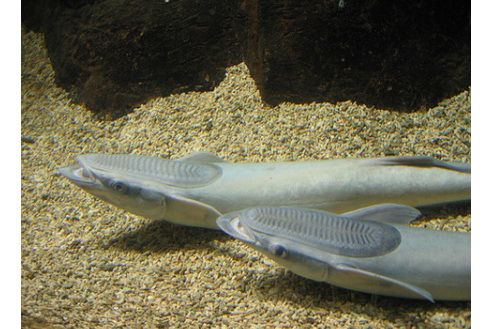白短印魚 白短印魚