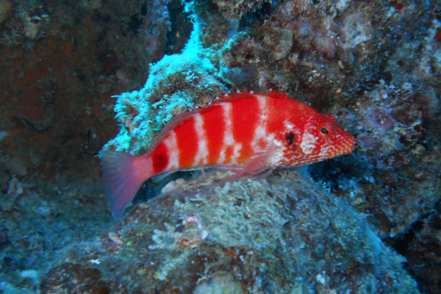 血紅鷹魚 血紅鷹魚