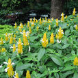 黃蝦花 黃蝦花