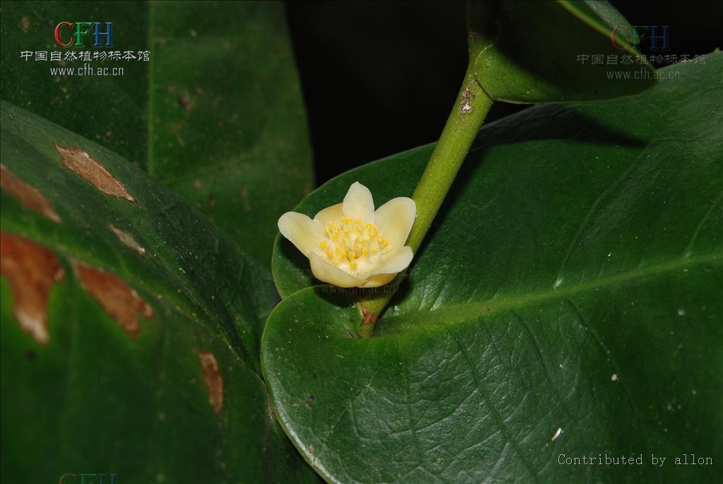 抱莖短蕊茶 抱莖短蕊茶