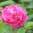 突厥薔薇(中草藥材) 突厥薔薇(中草藥材)
