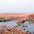 沉湖濕地