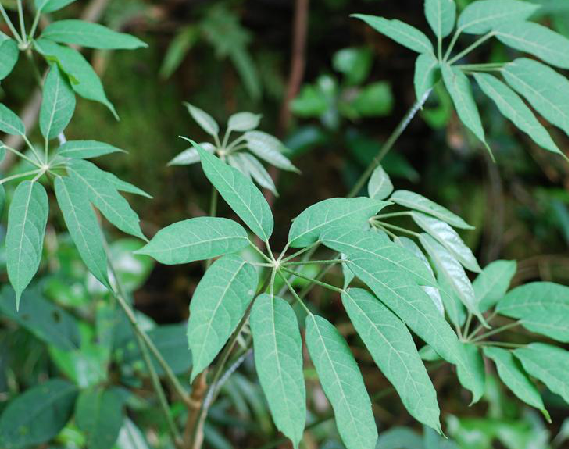 小泡通樹