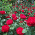 梅賽德斯(薔薇屬栽培品種) 梅賽德斯(薔薇屬栽培品種)
