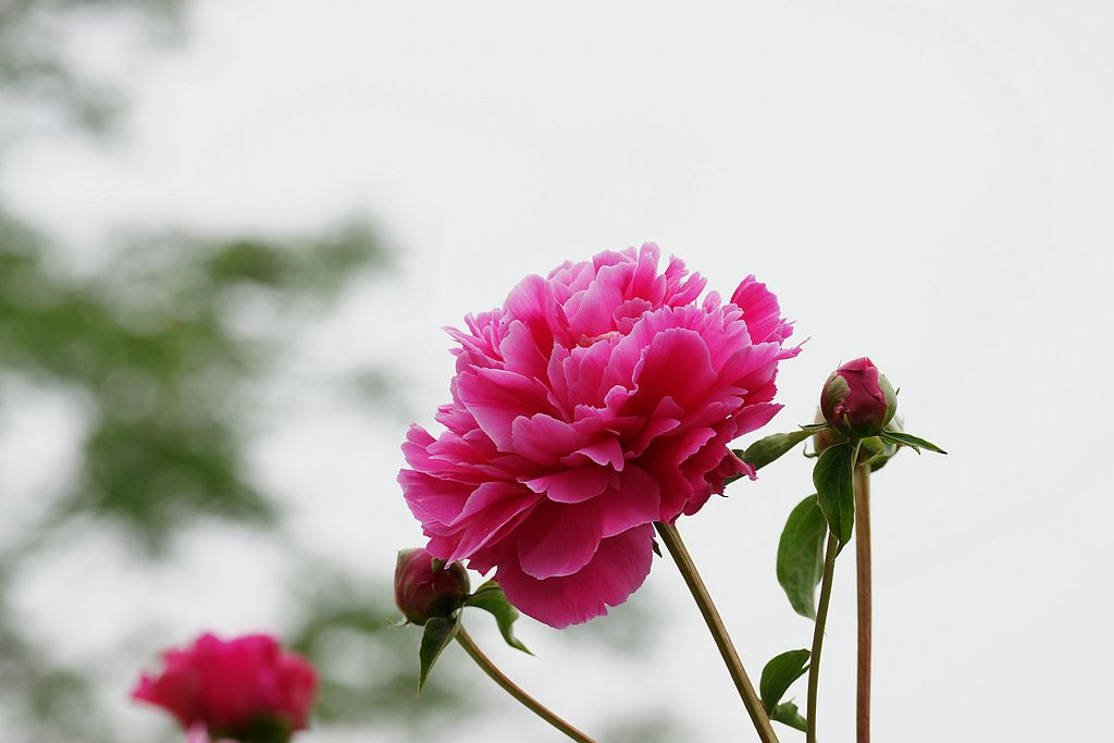 萬花盛 萬花盛