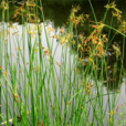 水蔥(植物名)