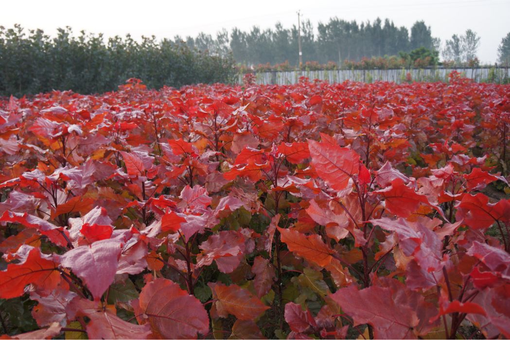 炫紅楊 炫紅楊