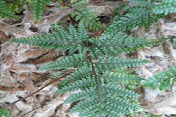 Davallia fejeensis \x27Dwarf Ripple\x27