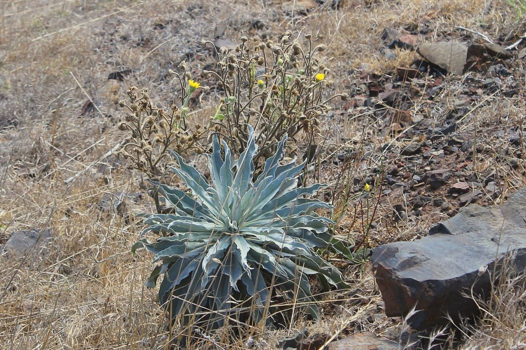 Andryala glandulosa Andryala glandulosa