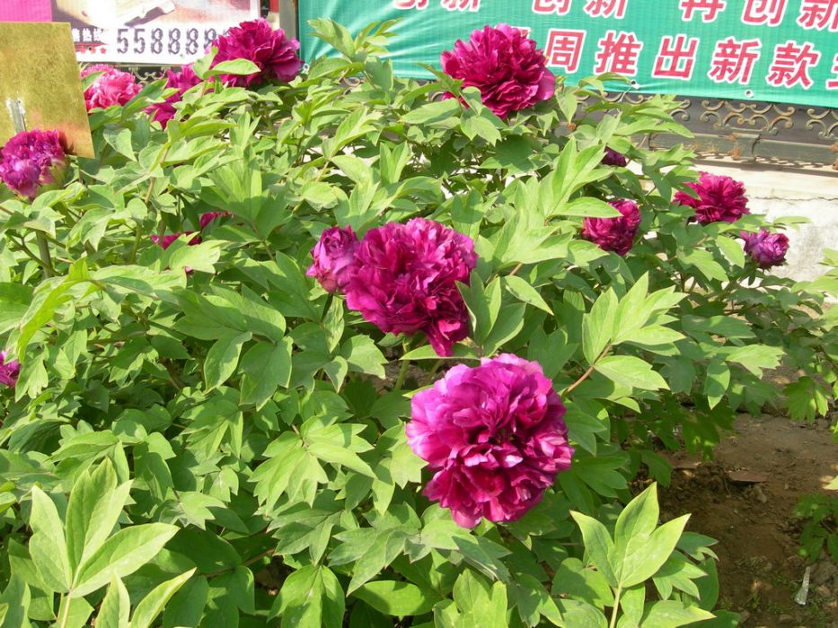 百園紅 百園紅