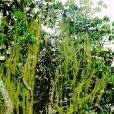 松蘿(雲霧草) 松蘿(雲霧草)