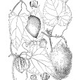 方籽栝樓 方籽栝樓