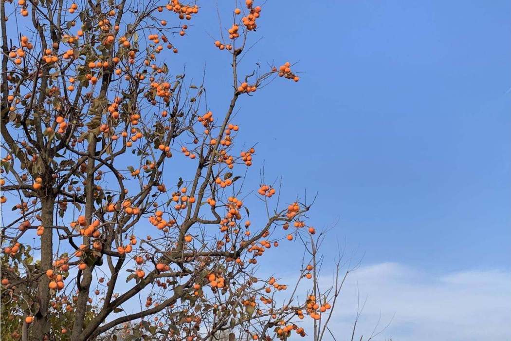 神樹嶺村 神樹嶺村