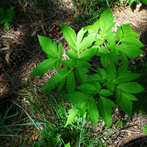Physospermum verticillatum