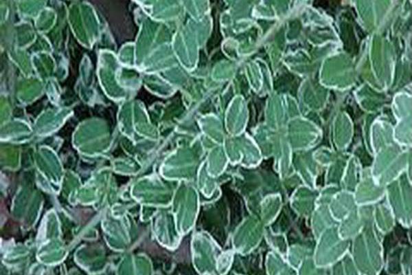 Euonymus fortunei \x27Variegatus\x27 Euonymus fortunei \x27Variegatus\x27