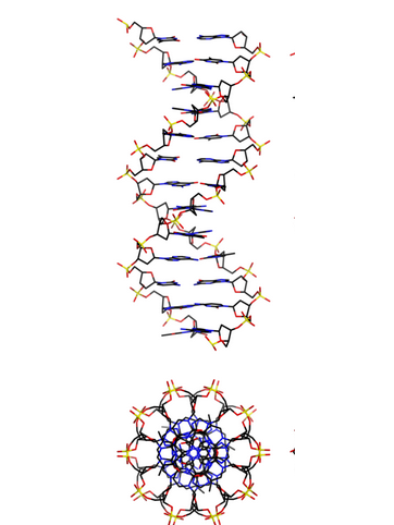 B型DNA