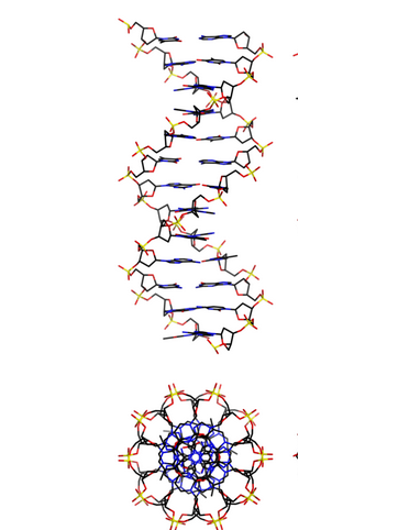 B型DNA B型DNA