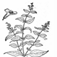 山香草 山香草