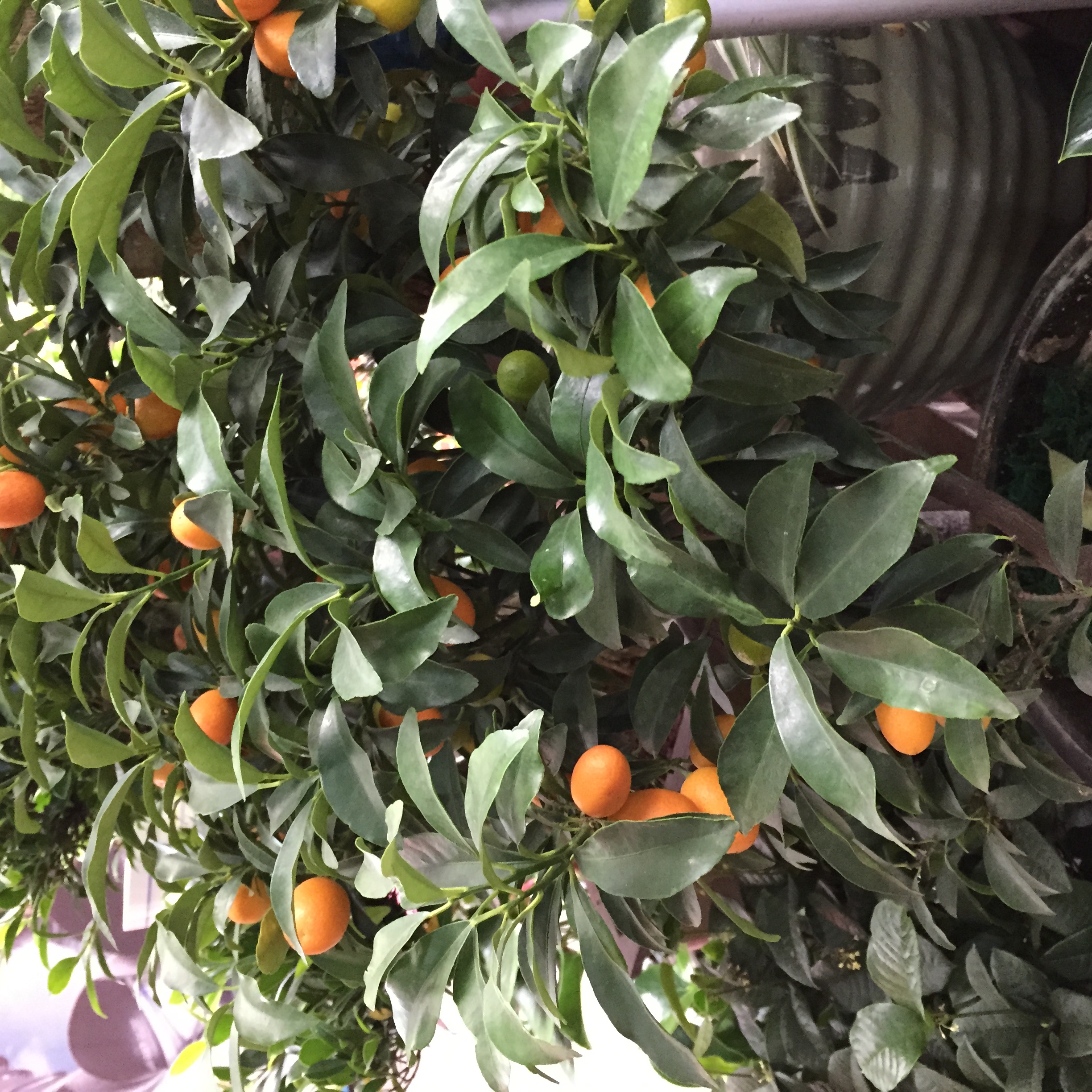 柑橘類盆栽