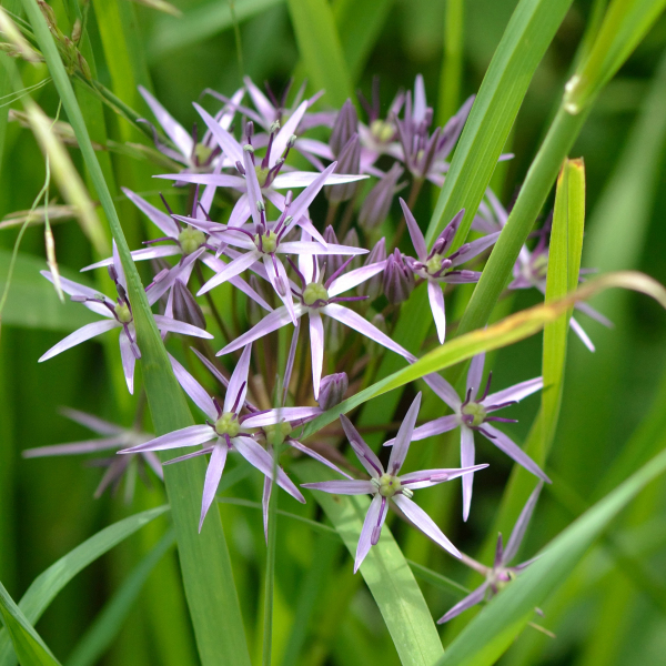 紙花韭 紙花韭