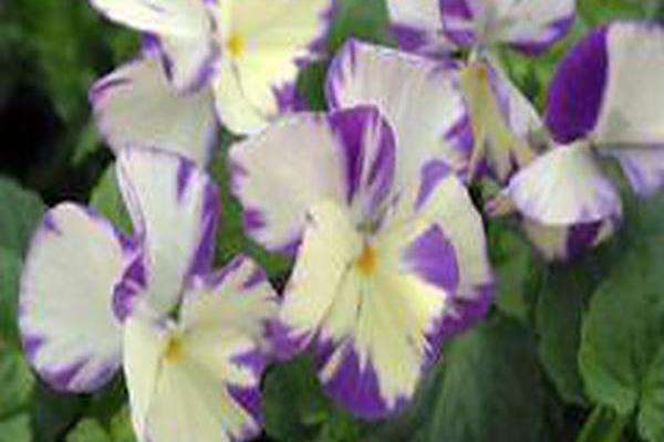 Viola \x27Rebecca\x27 Viola \x27Rebecca\x27