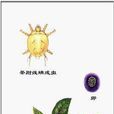 茶跗線蟎 茶跗線蟎