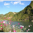 令公村 令公村