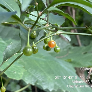 Capsicum flexuosum