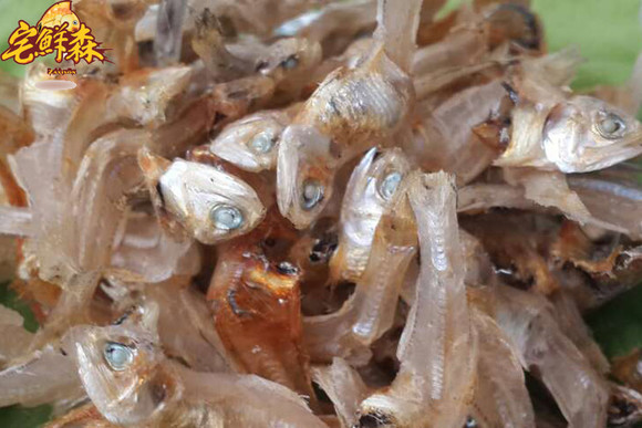 白帆魚