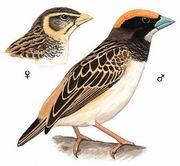 黑喉織布鳥(雌、雄)