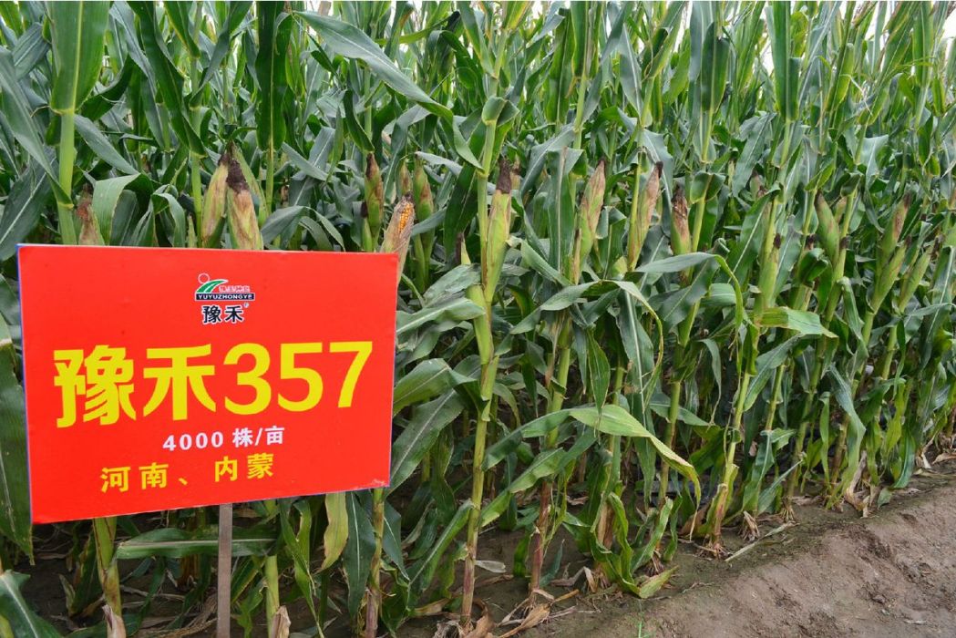 豫禾357(禾本科玉蜀黍屬植物) 豫禾357(禾本科玉蜀黍屬植物)