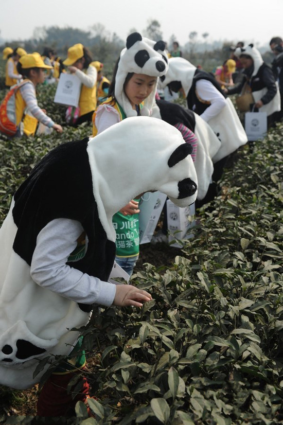 熊貓寶寶採茶照片