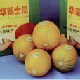河套蜜瓜 河套蜜瓜
