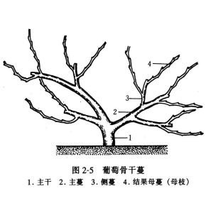 葡萄(Vitis vinifera)