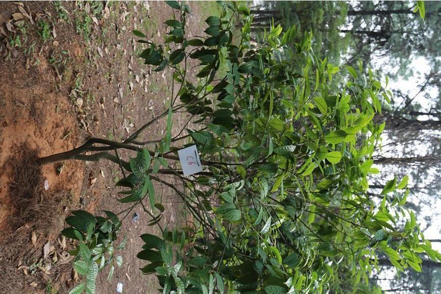 金花茶優樹FS006 金花茶優樹FS006