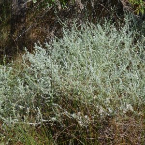 Plecostachys serpyllifolia