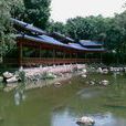 金花茶公園 金花茶公園