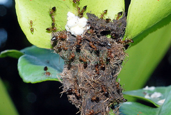 黑褐舉腹蟻 - 蟻巢