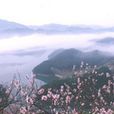 飛花入夢 飛花入夢