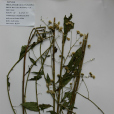 長葉紫菀 長葉紫菀