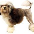 小型獅子犬 小型獅子犬