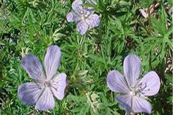 Geranium \x27Blue Cloud\x27 Geranium \x27Blue Cloud\x27