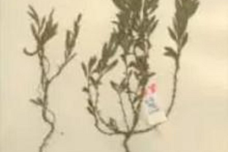 遼東蓼