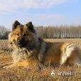 歐亞大陸犬 歐亞大陸犬