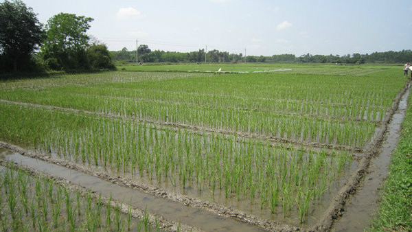 水稻無水旱土移栽栽培方法