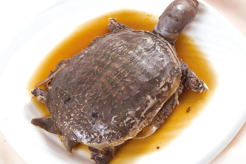 豉椒醬甲魚 豉椒醬甲魚