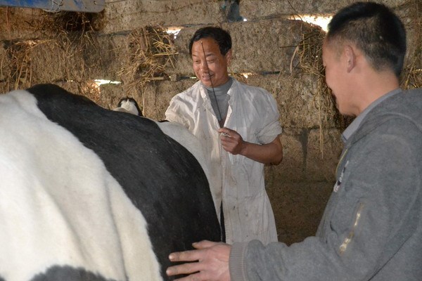 奶牛人工授精 奶牛人工授精