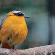 嗽金鳥 嗽金鳥