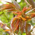 瓦屋香椿芽