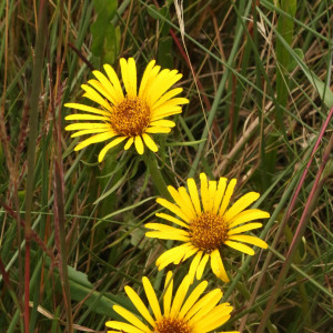 Trichocline catharinensis